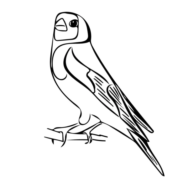 Pássaro Goldfinch Contorno Pássaro Isolado Fundo Branco Ilustração Doodle Estilizado — Fotografia de Stock