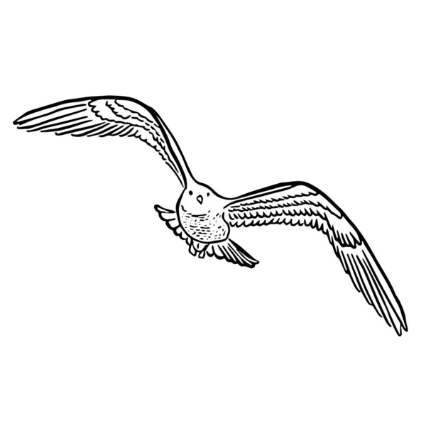 Une Mouette Vol Symbole Liberté Illustration Croquis Pour Imprimé Mignon — Photo