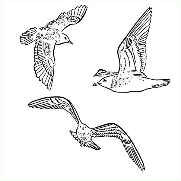 갈매기들을 보내라 자유와 여행의 상징이지 조류학 잡지의 귀여운 프린트를 스케치 — 스톡 사진