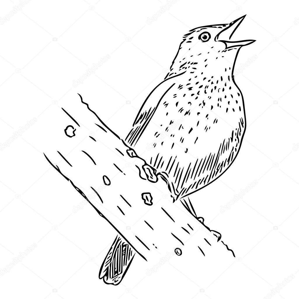 A nightingale bird sings a song while sitting in a tree. Stylized black and white sketch illustration for logos, emblems, ornithological books and magazines. Isolated on a white background.