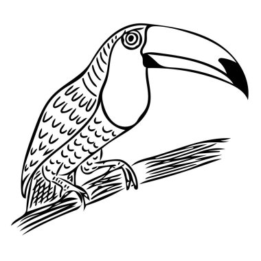 Bir dalda oturan bir Toucan. Renkler için çizim çizimi. Kıyafetlerdeki baskılar, ornitolojik kitaplar ve dergiler, şirin tasarım ve tebrik kartları için elle çizilmiş resimler..
