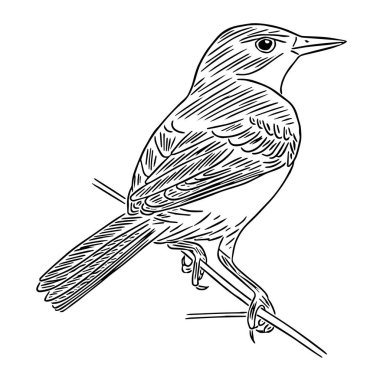 Sarı kuyruklu (Motacilla flava) ince bir dalda bulunur. Şirin tasarım, tebrik kartları, ornitoloji kitapları ve dergiler için çizim çizimi.