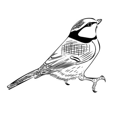 Blue tit (Parus caeruleus) isolated on a white background. Cute sketch illustration of a bird for design, decor and ornithological books and magazines.