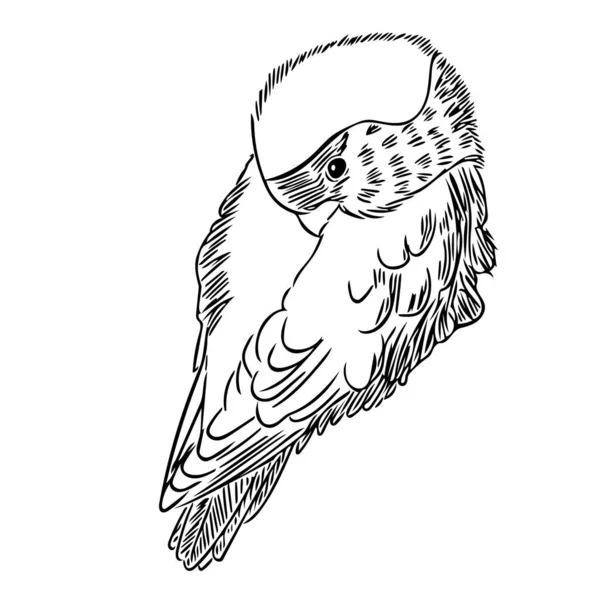 ピンク色の頬をしたラブバード Agapornis Rosecollis はボールの中で丸まって座っている デザイン ポストカード ポスター 鳥類学雑誌のスケッチイラスト — ストック写真