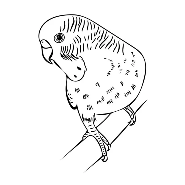 Egy Cuki Papagáj Egy Sügéren Sketch Illusztráció Tervezés Reklám Nyomatok — Stock Fotó