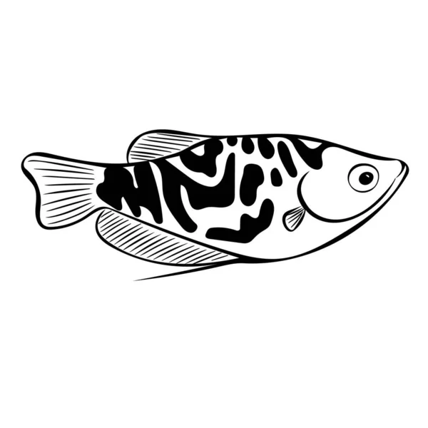 Akvarium Fisk Gourami Trichogaster Skiss Illustration Isolerad Vit Bakgrund Ritad — Stockfoto