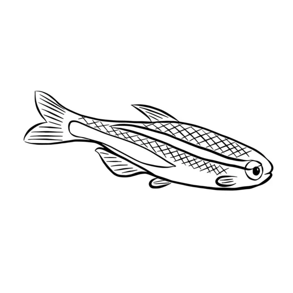 Aquarium Poisson Néon Paracheirodon Illustration Croquis Isolée Sur Fond Blanc — Photo