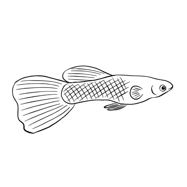 Akvarium Fisk Guppy Poecilia Reticulata Skiss Illustration Isolerad Vit Bakgrund — Stockfoto