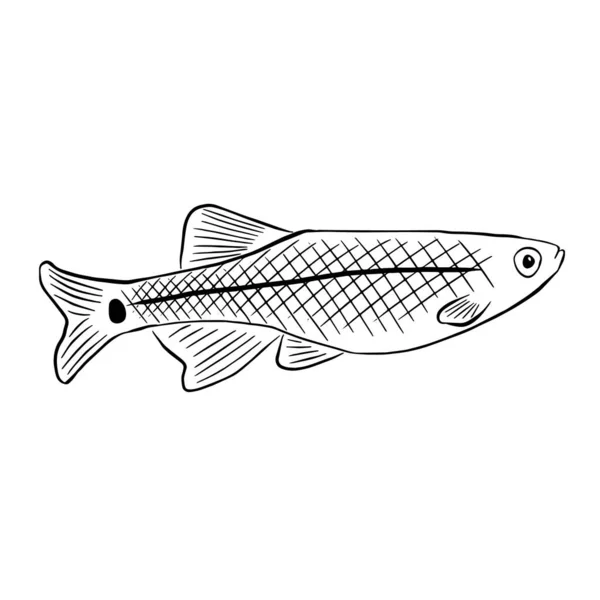 Akvarium Fisk Kardinal Tanichthys Albonubes Skiss Illustration Isolerad Vit Bakgrund — Stockfoto