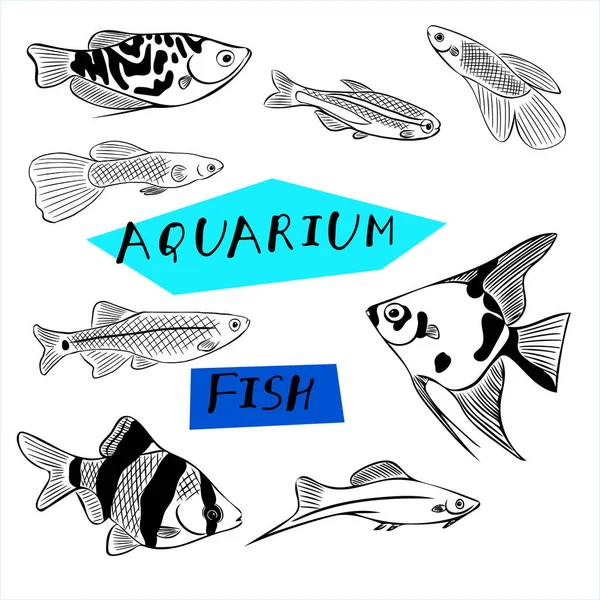 Akvarium Fiskset Skalar Gourami Barbus Neon Kardinal Guppy Svärdstjärt Betta — Stockfoto