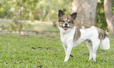 Çimenlerde yürürken kameraya bakan sevimli bir köpek yavrusu..