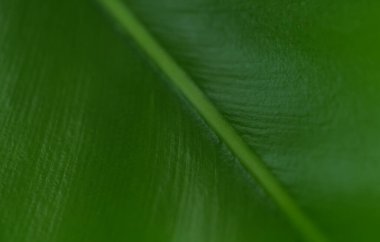 Soyut yakın plan yaprak doğa arkaplan yeşil seçici odak.