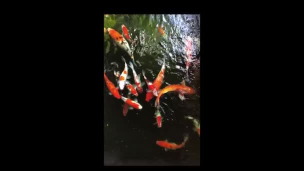 池で泳ぐ鯉が美しい カラフルな鯉が泳ぐ姿を間近で見ることができます — ストック動画