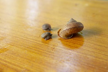 Üç salyangoz ormanda sürünüyor.