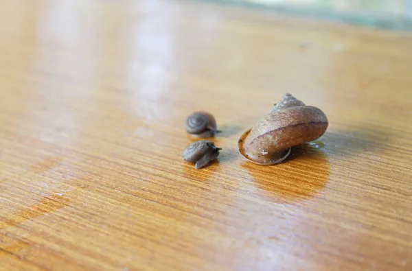 Drie Slakken Kruipen Het Hout — Stockfoto