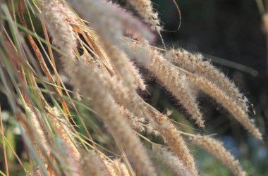 Sıcak güneş ışığı altında güzel çimen çiçekleri