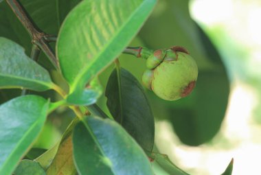 Çiğ Mangosteen ağaçta