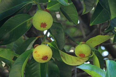 Çiğ Mangosteen ağaçta