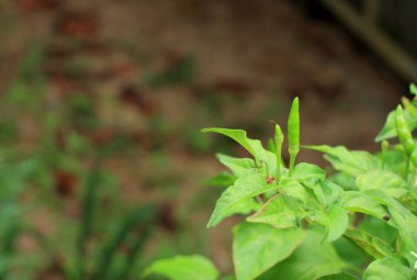 Yeşil biber ağacına yakın çekim