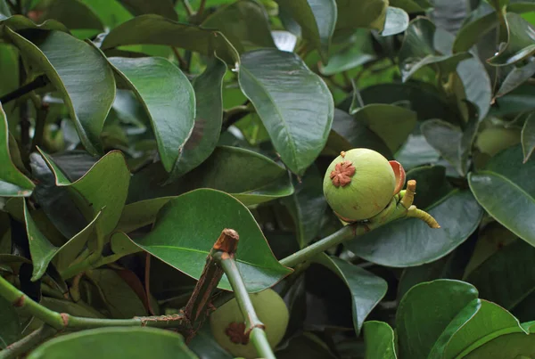 树上的Raw Mangosteen — 图库照片