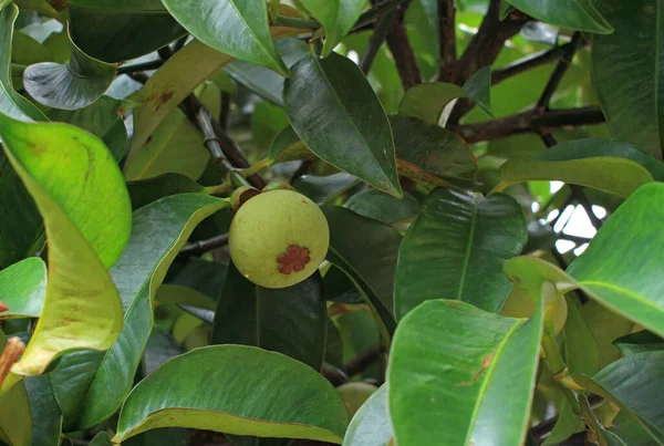 树上的Raw Mangosteen — 图库照片