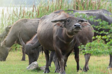 Bufalo tarlada yeşil ot yiyor.