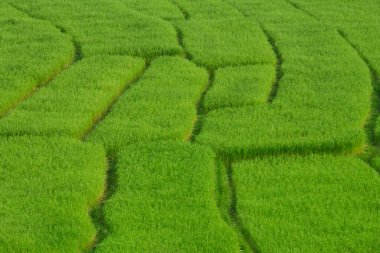 Tayland 'da güzel pirinç tarlaları çiçek açıyor..