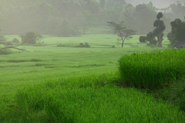 Tayland 'da pirinç tarlaları çiçek açıyor..