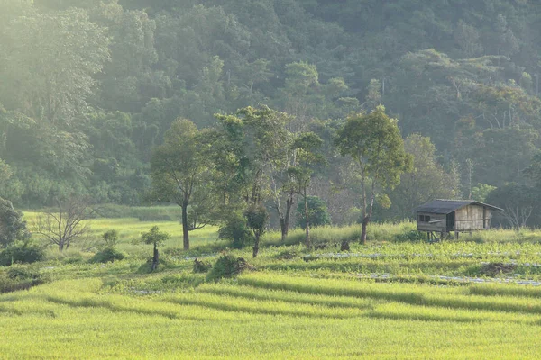 Petite Cabane Milieu Brouillard Rizière Belle Nord Thaïlande — Photo