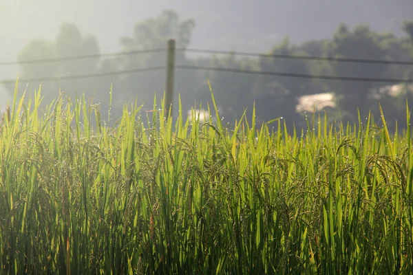 Rice Fields Blooming Thailand — Stock Photo, Image