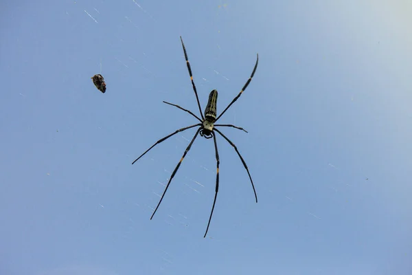 close-up of a Black Widow Spider  on blue sky Background