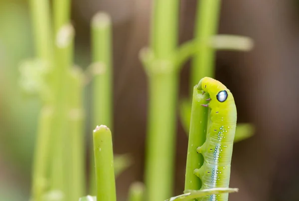 Verme Verde Stanno Mangiando Foglie Sullo Sfondo Del Giardino — Foto Stock