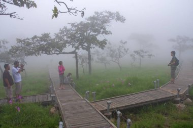 Sabah sisinde Krachiew çiçeklerinin tarlalarında turist yolu