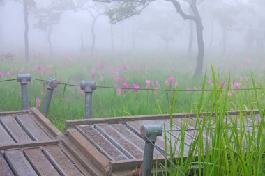 Sabah sisinde Krachiew çiçeklerinin tarlalarında turist yolu