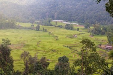 Tayland 'da pirinç tarlaları çiçek açıyor.