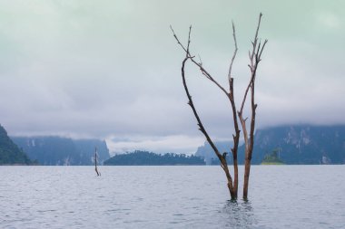 Barajda duran ölü ağaçlar, sabah manzarası, Tayland 'da sis.