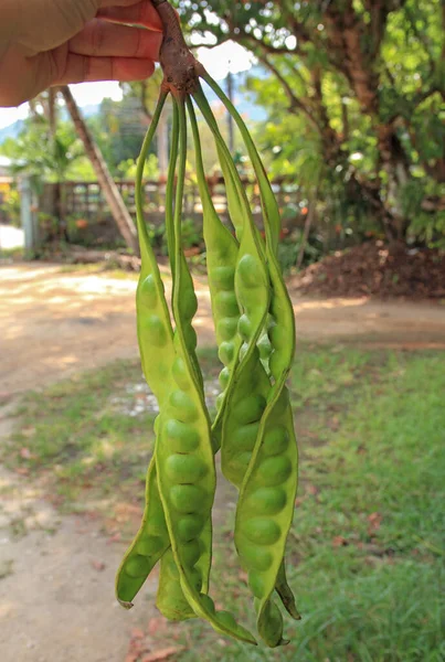 Handgriff Petai Oder Sataw Der Gattung Parkia Speciosa Bucnh — Stockfoto