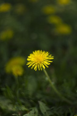 Желтый одуванчик