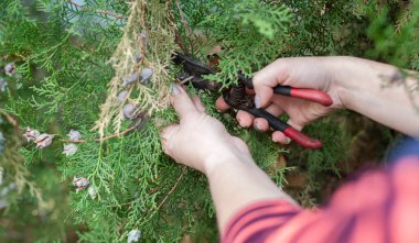 Kadın, haydutu makasıyla kesiyor. Eşkıya ve ellerin ana konusu odaklanmış durumda. Bahçıvan. Bahçıvanlık.