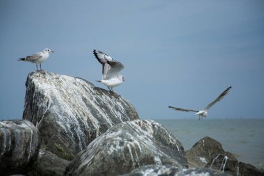 Martı kanatlarını açtı ve havalanmaya başlıyor. Vahşi yaşam. Deniz. Yaz.