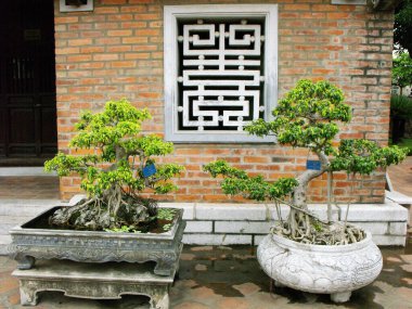 Hanoi, Vietnam, 16 Haziran 2016: Edebiyat Tapınağı 'nın avlularından birinde iki bonsai ağacı. Hanoi.