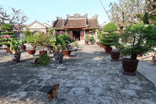 Hoi Vietnam Oktober 2020 Innenhof Mit Bonsai Der Versammlungshalle Des — Stockfoto