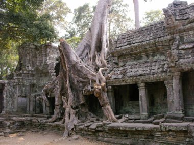 Siem Reap, Kamboçya, 8 Nisan 2016: Angkor 'daki Khmer tapınağı kompleksindeki bir tapınağın koridorlarından birinde büyük bir ağaç büyüyor