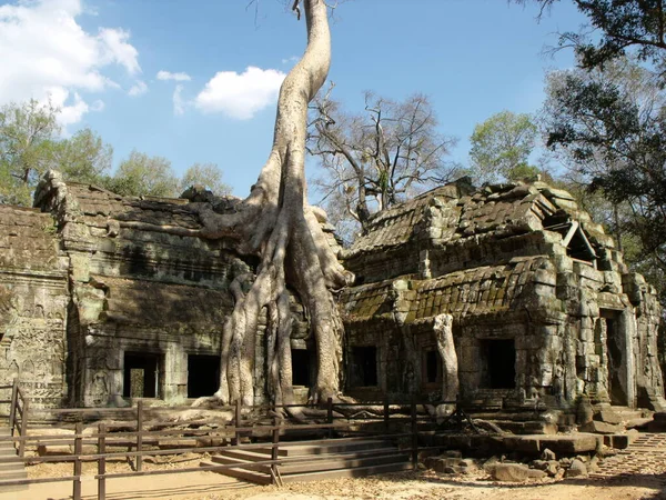 Siem Reap Cambodia 2016 나무가 앙코르의 크메르 건물에 사원의 자랐다 — 스톡 사진