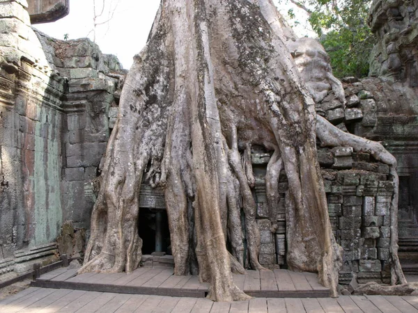 2016年4月6日カンボジアのシェムリアップ アンコールのクメール寺院複合体のTa Prohm寺院の部屋の1つ以上に成長した大きな木 — ストック写真