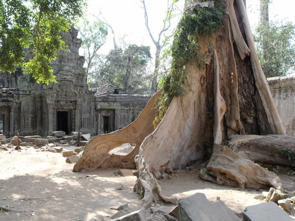 柬埔寨暹粒 Siem Reap Cambodia April 2016 一棵生长在吴哥高棉庙宇建筑群Ta Prohm神庙内部庭院中的大树 — 图库照片