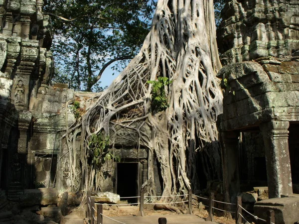 Siem Reap Cambodja April 2016 Bomen Zijn Gegroeid Enkele Kamers — Stockfoto