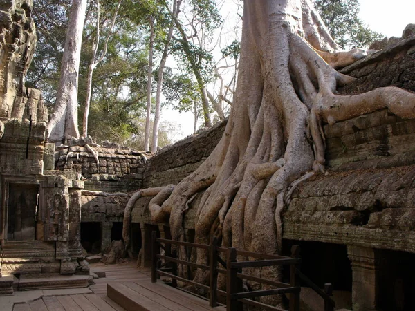 Siem Reap Cambodja April 2016 Bomen Verslinden Enkele Kamers Van — Stockfoto