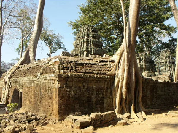 캄보디아 2016 앙코르의 크메르 건물에 사원의 일부를 나무가 치운다 — 스톡 사진