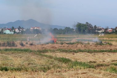 Hoi An, Vietnam, 7 Mayıs 2021: 2021 'de Hoi An, Vietnam' da pirinç hasadı sırasında bir adam sakal yaktı